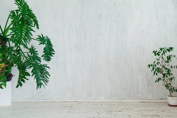 Groene planten in het interieur van een lege grijze kamer — Stockfoto