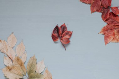 Sonbahar kırmızı meyve çilek sarı yaprakları güzel