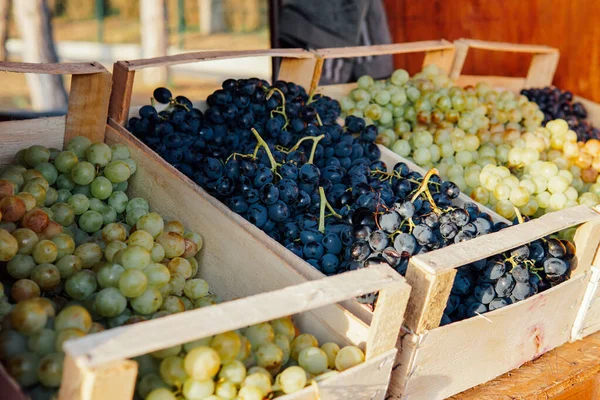 Boxes of ripe grapes after the harvest — Stock Photo, Image