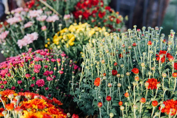 Autunno sfondo bouquet di fiori di campo in toni caldi — Foto Stock