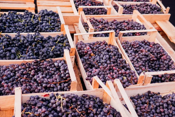 Коробки спелого винограда после сбора урожая — стоковое фото
