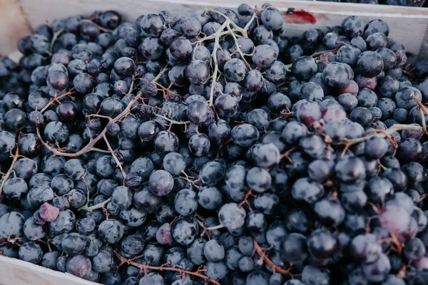 Boxes of ripe grapes after the harvest — Stock Photo, Image