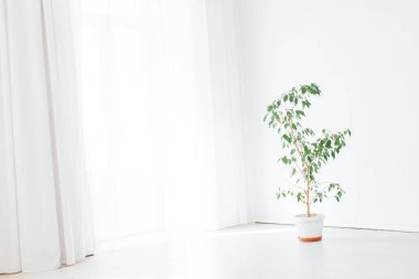 Beyaz boş bir odanın içindeki ev bitkisi.