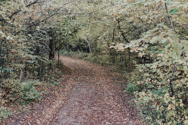 Autunno sfondo giallo foglie cadute con legno nella foresta — Foto Stock