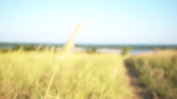 Través Del Campo Hasta Los Campos Hasta Los Girasoles Orilla — Vídeo de stock