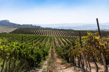 Ülkenin dağlarındaki üzüm bağları.