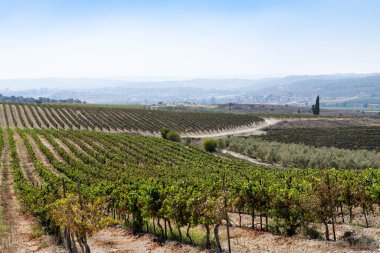 Toskana, İtalya 'daki üzüm bağları