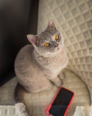 İngiliz Shorthair kedisi beyaz sandalyede yatıyor. Kopyalama alanına bakıyorum. Sarı gözler.