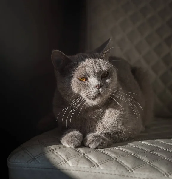 英国山猫躺在白色的椅子上 看看复制空间 黄眼睛 — 图库照片