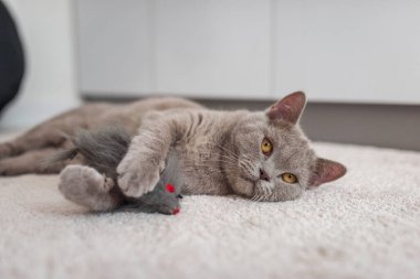 İngiliz Shorthair beyaz halıda bir oyuncakla oynuyor