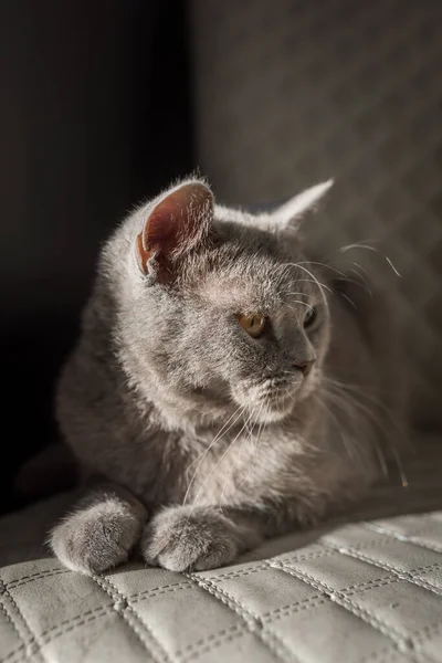 British Shorthair Gato Acostado Una Silla Blanca Mirando Espacio Copia — Foto de Stock