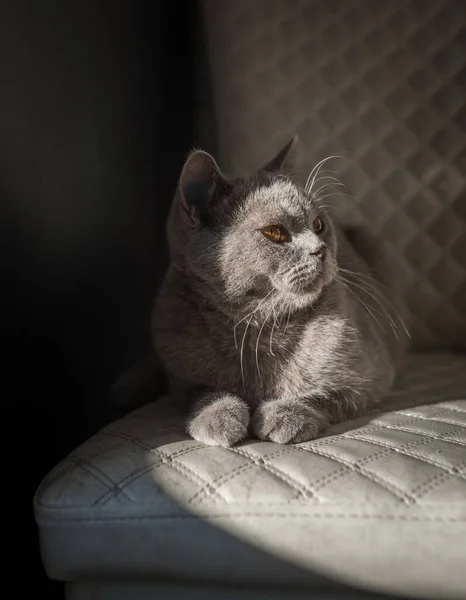 英国山猫躺在白色的椅子上 看看复制空间 黄眼睛 — 图库照片