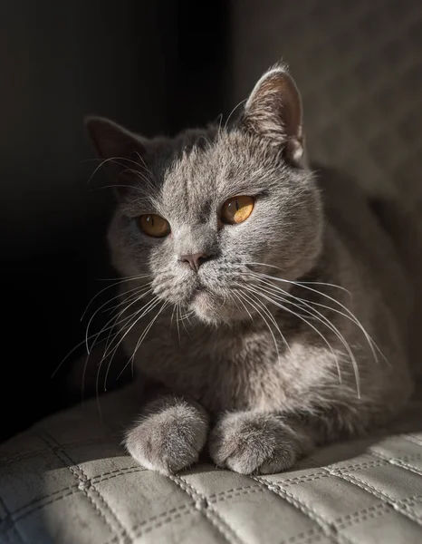 British Shorthair Cat Lying White Chair Looking Copy Space Yellow — Stock Photo, Image