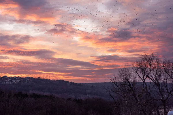 Bella Alba Una Foresta Con Cielo Nuvoloso Nuvole Colore Rosa — Foto Stock