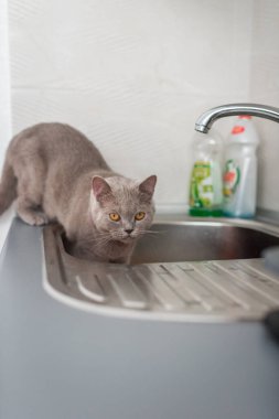 İngiliz Shortair kedisi sarı gözlerle bakarken mutfak lavabosunda kalıyor..