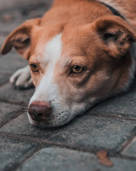 Cão Laranja Bonito Está Deitado Cansado Pavimento Olhando Para Espaço — Fotografia de Stock