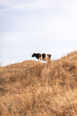 Tepedeki siyah beyaz inek, gökyüzü ve çimlerin arkasında