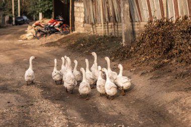 Evcil Kaz portresi, Evcilleştirilmiş Gri Kaz, Gri Kaz veya Beyaz Kaz portresi.