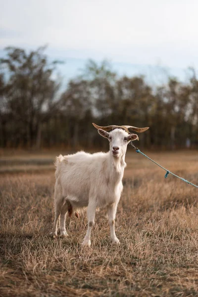 Ziege Frisst Gras Ziege Auf Der Weide — Stockfoto