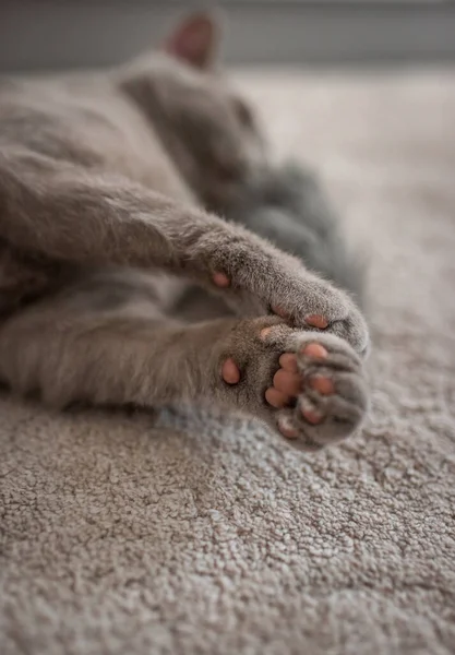 英国山猫躺在白色的地毯上 露出爪子 爪子印 — 图库照片