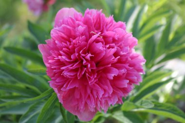 Peonies erken çiçek