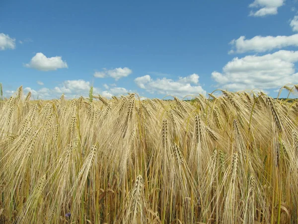 Paysage estival avec un champ de blé et un ciel bleu . — Photo