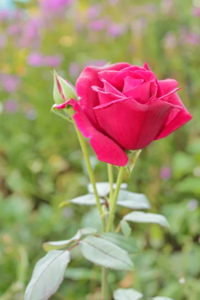 Rosen von rosa roter Farbe. — Stockfoto