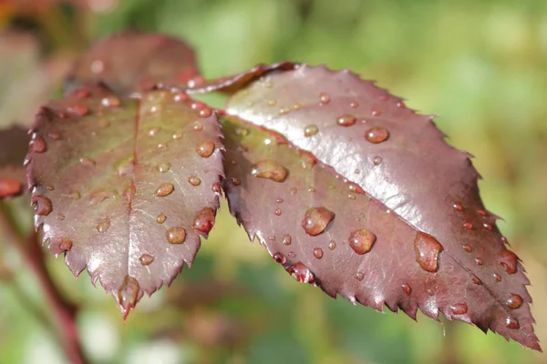 Drops of rain on the leaves of the rose in a bright sunny morning.