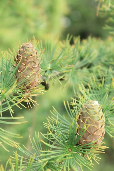 針葉樹の Branhes コーンと新鮮な明るい芽 — ストック写真