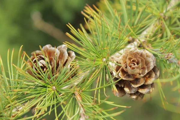 針葉樹の Branhes コーンと新鮮な明るい芽 — ストック写真