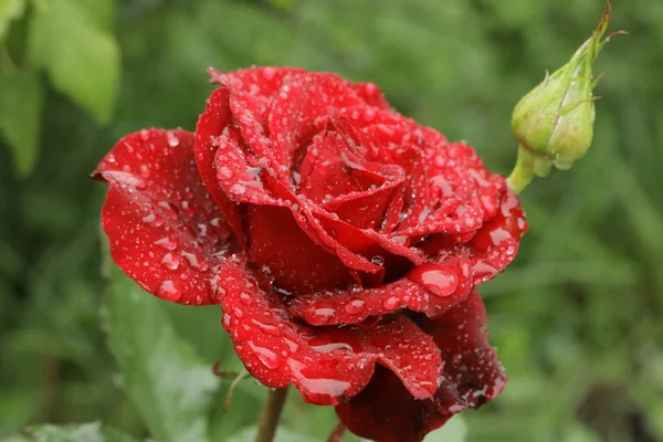 Red Bright Rose Drops Rain — Stock Photo, Image