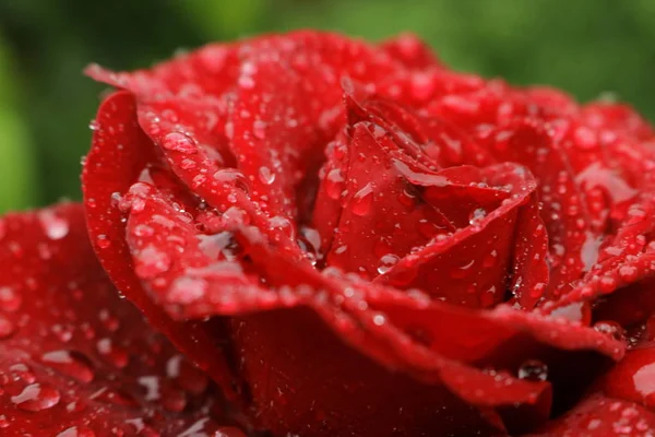 Rose under the rain. — Stock Photo, Image