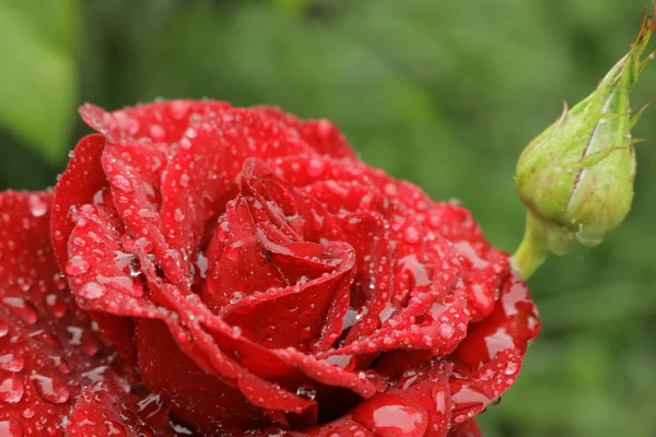 Червона Яскрава Троянда Краплі Дощу — стокове фото