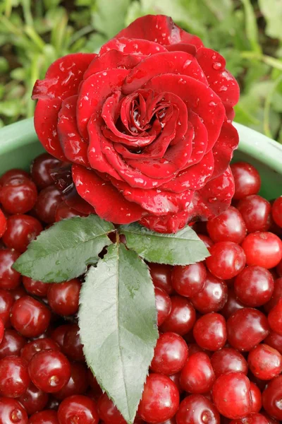 鲜艳的红玫瑰和菠菜樱桃 玫瑰在樱桃的背景上 — 图库照片