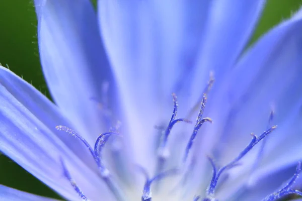 Macrophoto Внутрішня Структура Квітки Синя Квітка — стокове фото