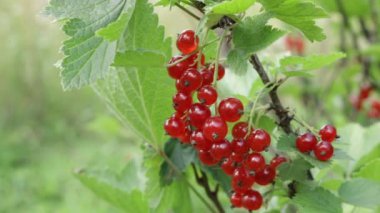 Kırmızı kurdele - Bahçe kültürleri. Doğal gıda.