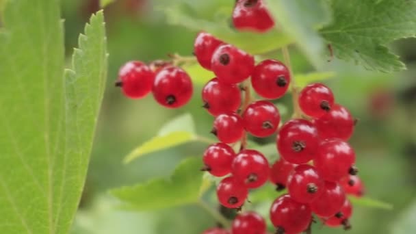 Fitas Vermelhas Culturas Jardim Alimentos Naturais — Vídeo de Stock