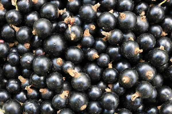 Siyah frenk üzümü aldı. Natursl gıda vitaminler ile. Vejetaryenler için gıda