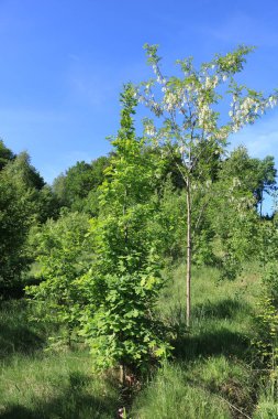  Mayıs ayında beyaz akasya.