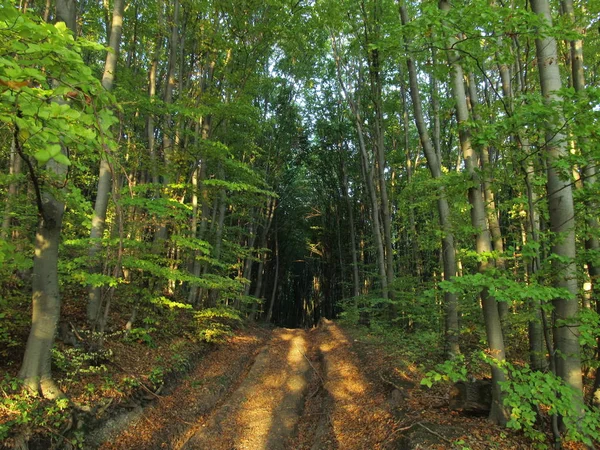 El camino está en un bosque de hayas . —  Fotos de Stock