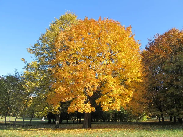 Golden colors of autumn forest. Cyclone road in an opaque leaf. Sunny autumn day.