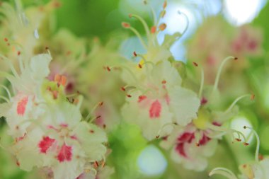 Kestane bahar çiçekleri. Mobil arka plan için kestane rengi.