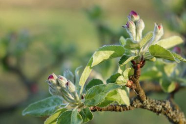 BLOOM 'DAKİ YAZLAR.