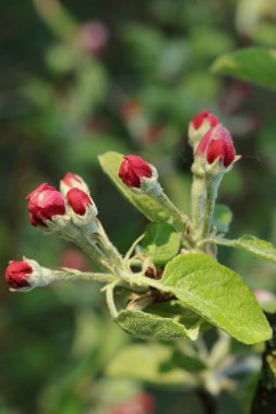  BLOOM 'DAKİ YAZLAR.