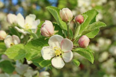  BLOOM 'DAKİ YAZLAR.