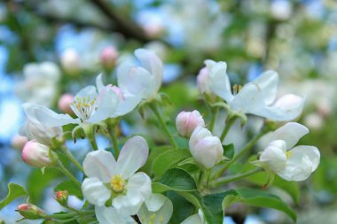  BLOOM 'DAKİ YAZLAR.