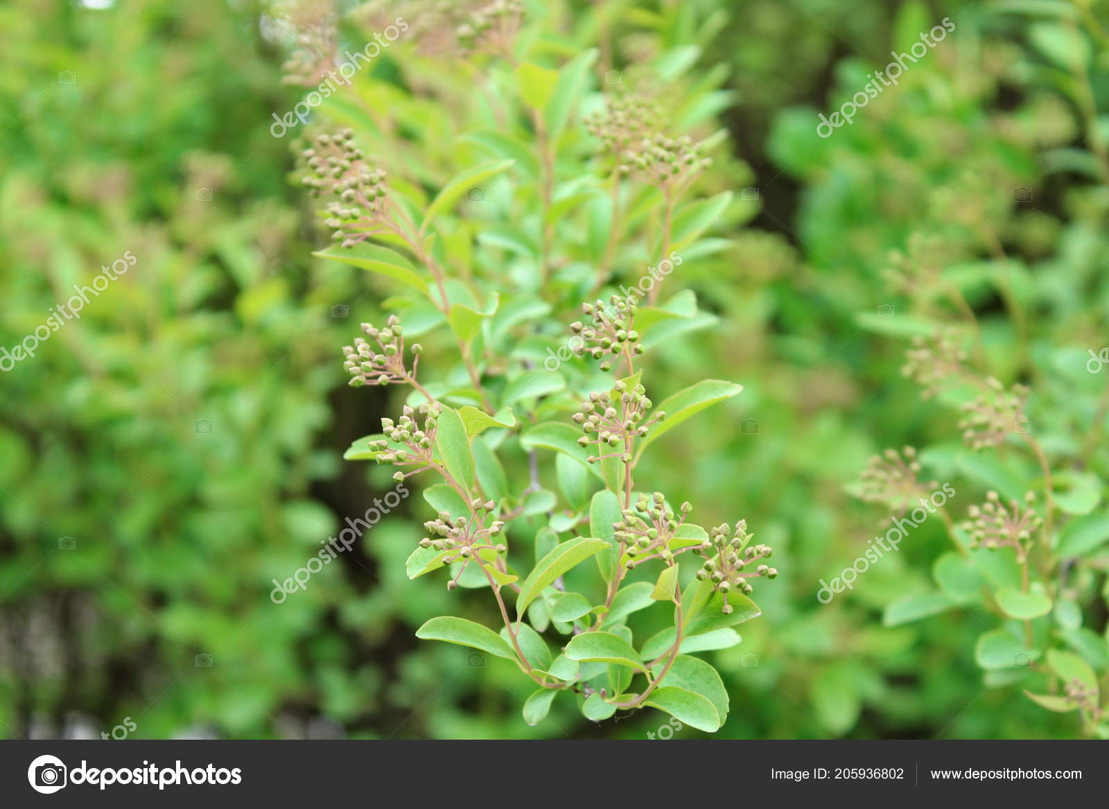 Decorative Flowers And Bushes Stock Photo C Bogdan1970 205936802