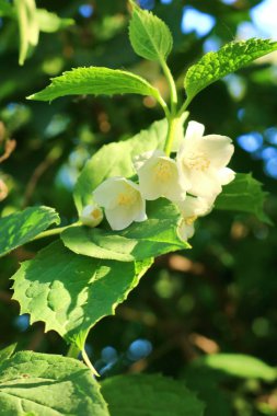  Dekoratif çiçekler ve çalılar.