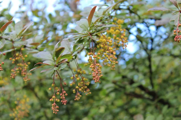 Decorative flowers and bushes. — Stock Photo, Image