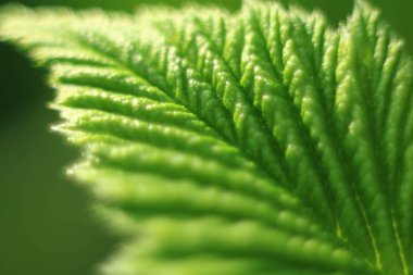 Bitkiler ve çiçekler. Ahududu. Alan bitkiler ve çiçekler. Parlak ahududu yaprakları.